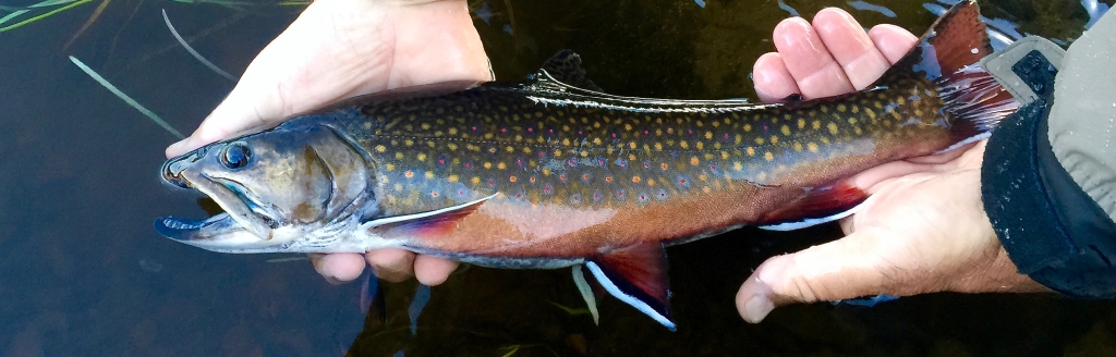 Go Fly Fishing In Michigan With Our Expert Guides & Catch More - The  Painted Trout